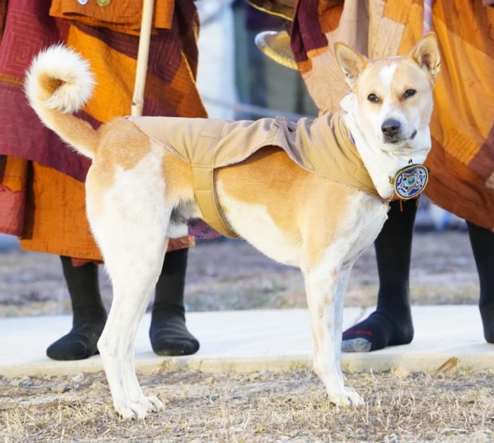 Aloka "สุนัขสี่ขาผู้จาริกสันติภาพ" ช่วยขับเคลื่อน Walk for Peace 2026 ได้อย่างไร?